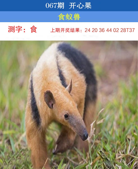 067期开心果[图]