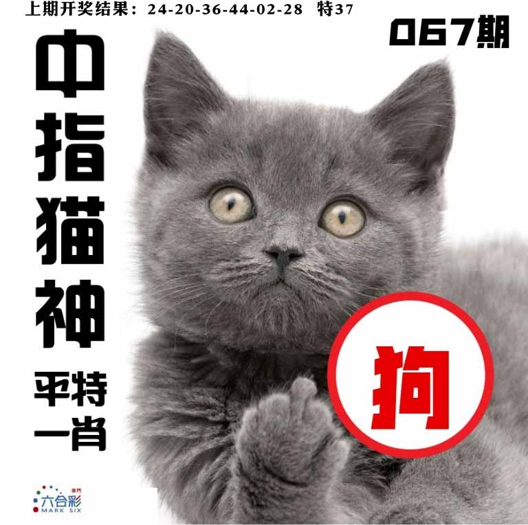 067期中指猫神[图]